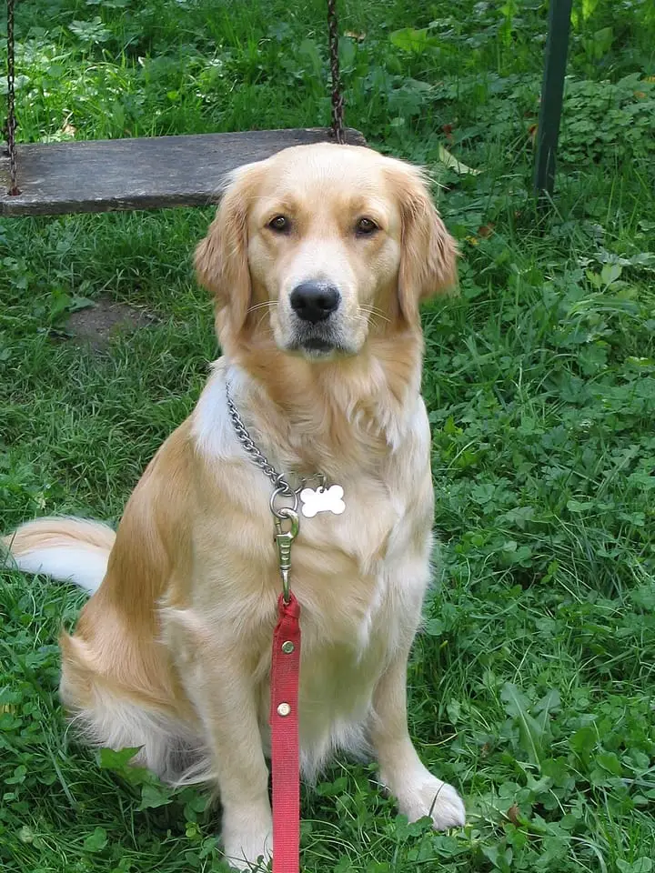 Photographie : golden retriever assis dans l’herbe