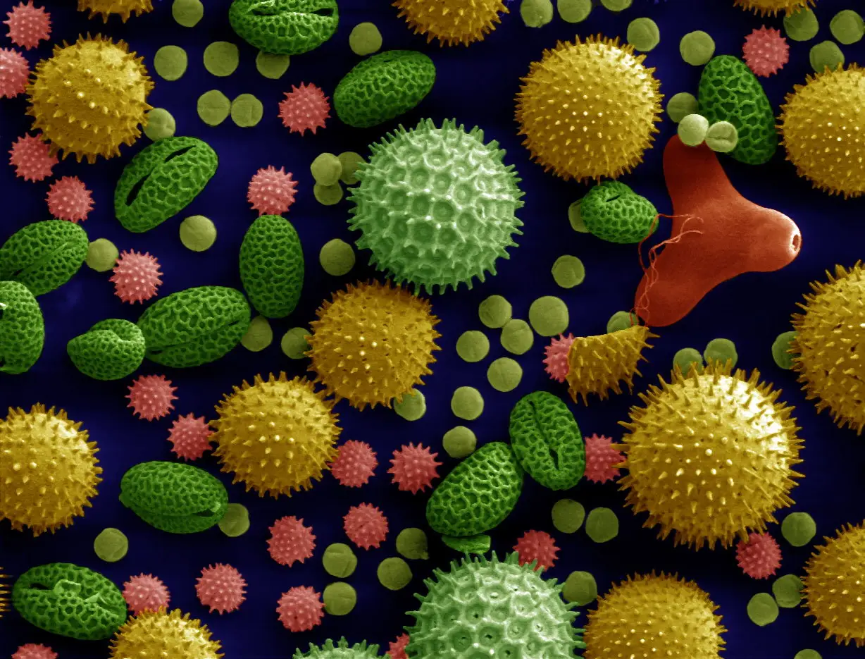 Photographie : grains de pollen au microscope électronique, colorisés